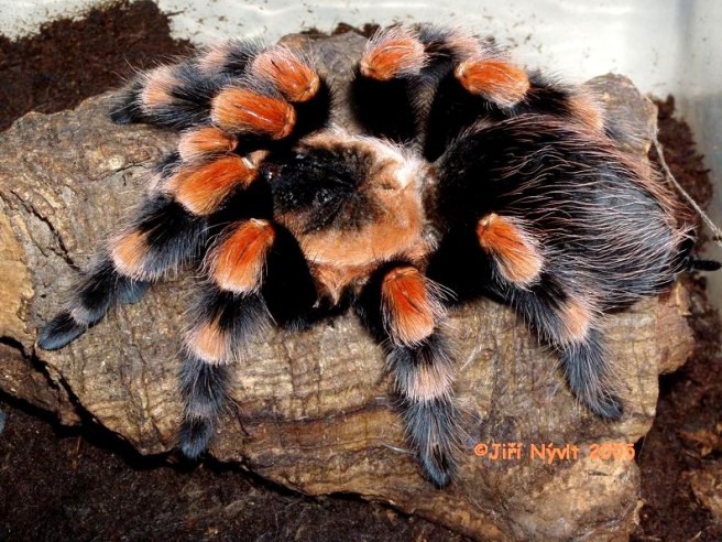 tarantula-mascota.jpg